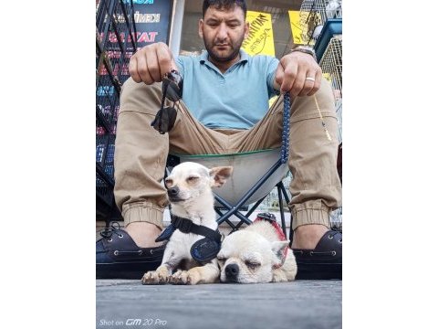 Eşleme açık elma kafa erkek sakarya chihuahua