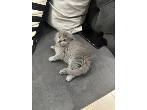 Scottish fold british shorthair ve longhair yavrular