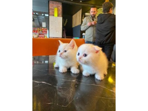 Scottish fold yeterince anne sütü aldı oyuncu kediler
