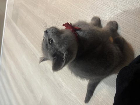 3 aylık yavru saf british shorthair