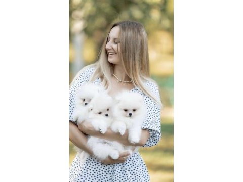Mersin pomeranian boo yavru