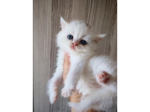 White erkek yavru british