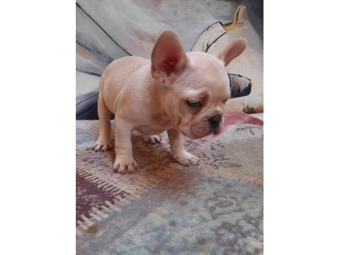 French bulldog yavruları
