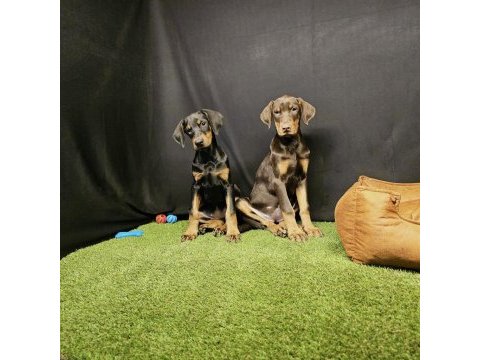 Club k9 güvencesiyle güçlü ve sadık doberman yavruları