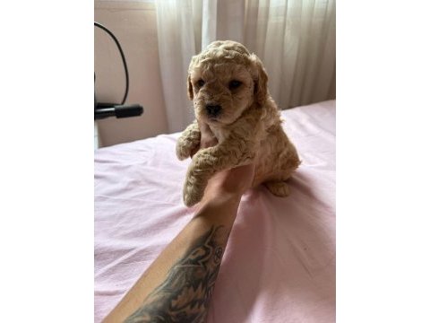 Minyatür boy maltipoo yavrumuz