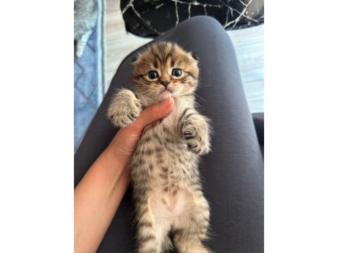 1,5 aylık scottish fold yavrumuz