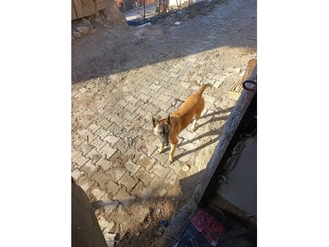 Belçika kurdu