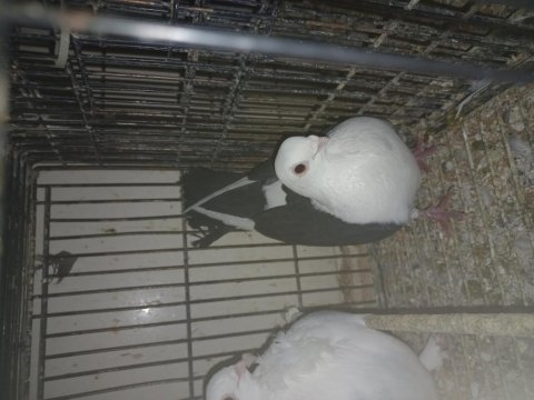 Güvercinler