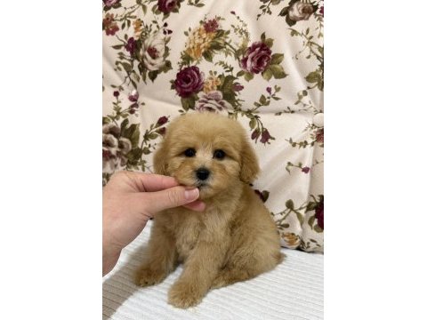 Kilogram garanti maltıpoo mini boy