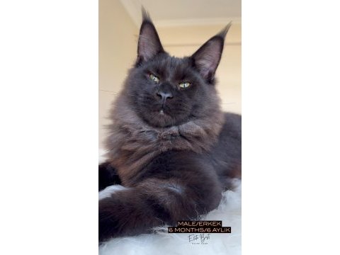 Her ile bizzat teslim anne-baba şampiyon maine coon