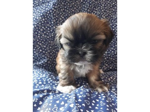 Anne ile baba safkan shih tzu yavru