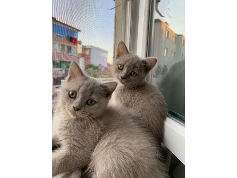 British shorthair 2.5 aylık eğitimli