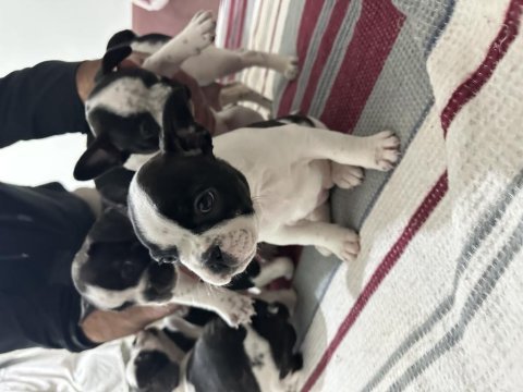 French bulldog köpeğimiz