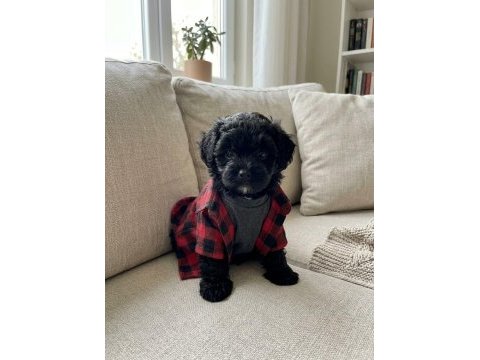 Maltipoo yavrular hazır