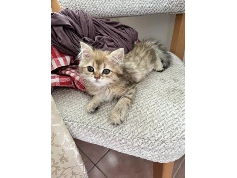 British longhair golden dişi yavru
