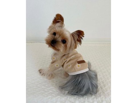 Teacup silver yorkshire terrier