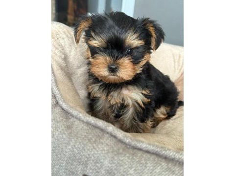 Yorkshire terrier yavruları
