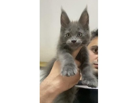 Xxl yurt dışı üst kalite erkek kediler