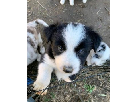 Border collie yavru köpekler
