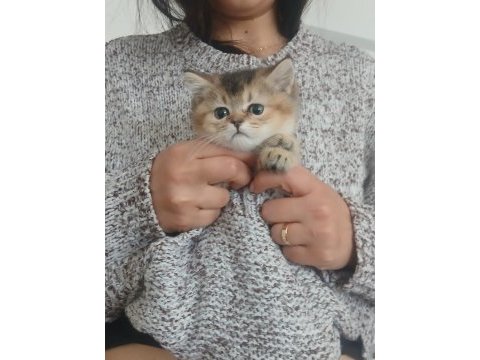 Yavru british shorthair