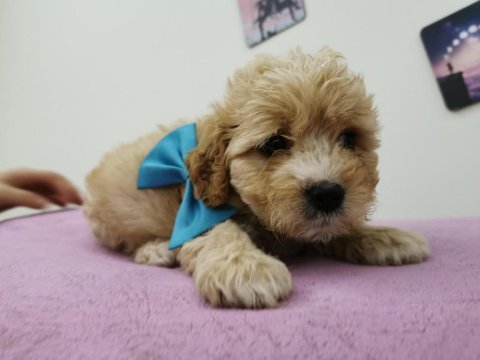 Maltipoo yavrular adrese gönderim ve kapıda ödeme vardır