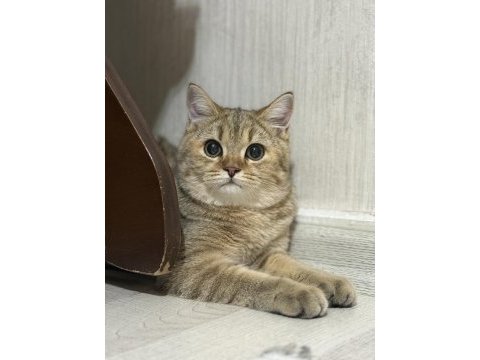 5 aylık dişi british shorthair