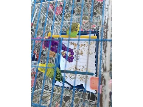 Muhabbet kuşu çift yavru