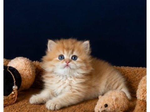 Show kalite british longhair golden