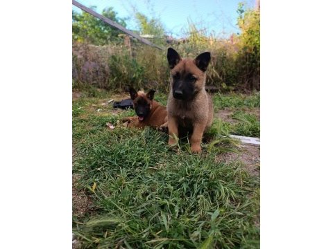 Orjinal saf kan malinois