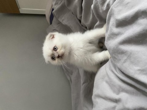 Blue point scottish fold