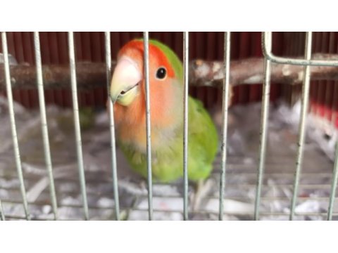 Çiftleştirmek üzere erkek sevda papağanı aranıyor