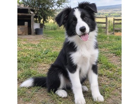 Iyisi değil en iyisi border collie kapıda ödeme mevcut