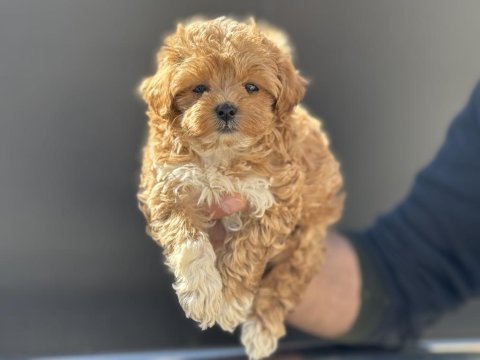 En güzel maltipoo yavrular ziyarete açık