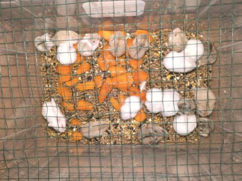 Toptan gonzales ve suriye hamster