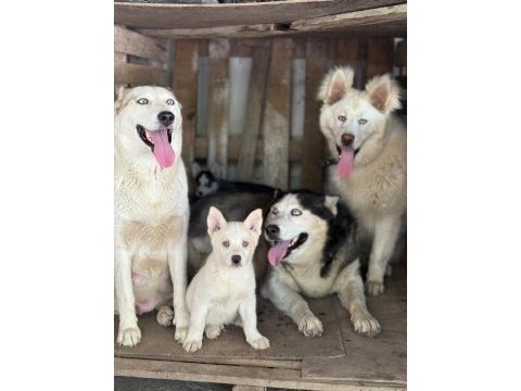 Yakışıklı ve güzel husky köpekler