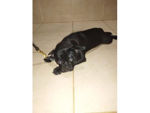 Redro pug (nadir kalan ırklardan)
