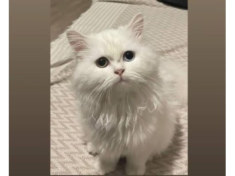 6 aylık dişi van kedisi