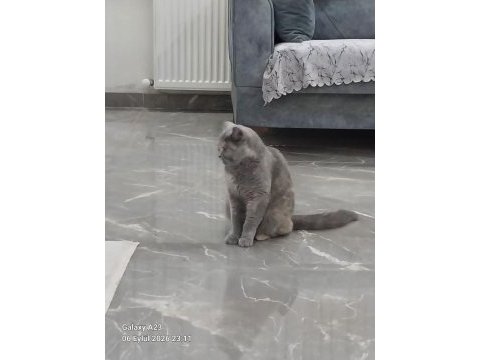 Kedimizi bedava sahiplenmek isteyen bana ulaşsın