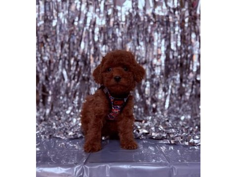 Safkan toy poodle yavrularımız