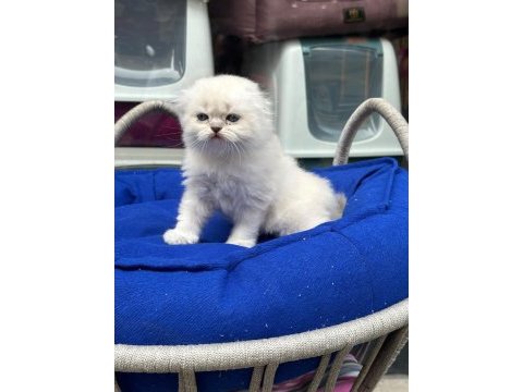 Scottish fold bebeğimiz
