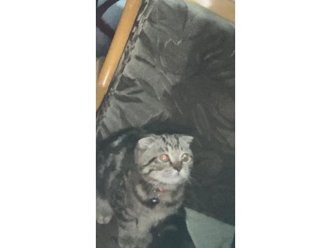 Henüz 70 günlük scottish fold tuvalet eğitimi var