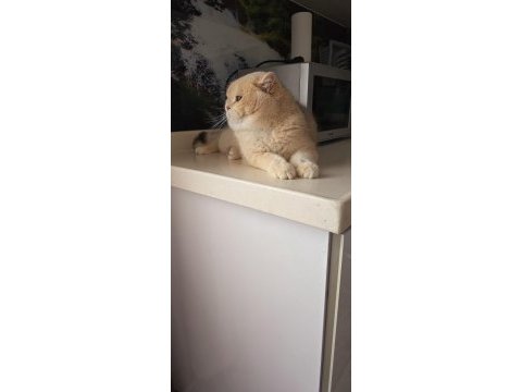British shorthair by12 erkek 1 yaş