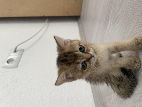 British shorthair black golden