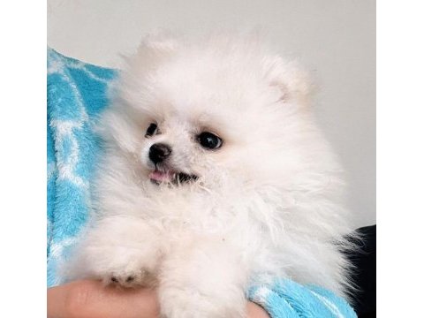 Pomeranian boo yavru eğitimli
