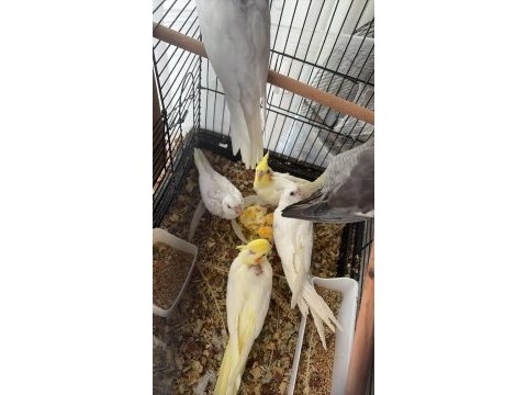 Lutino albino yavru sultan papağanı