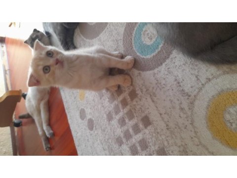 2 aylık scottish fold yavrular