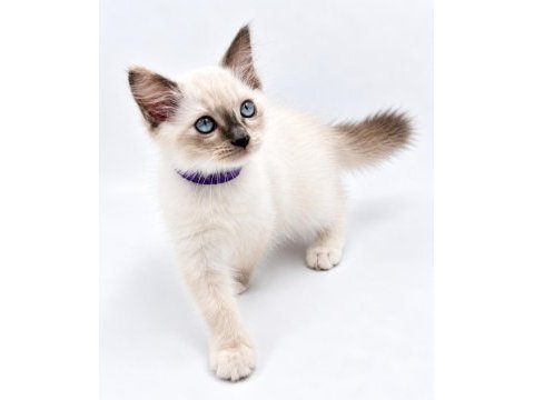 Yavru ragdoll kedilerimiz