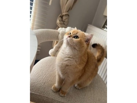 British golden shorthair ny11 yavrular