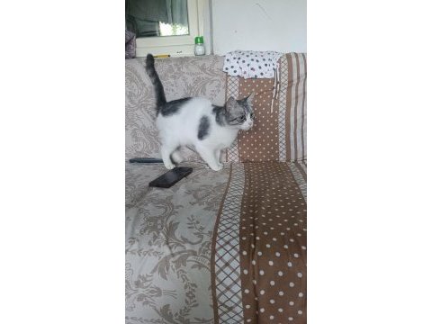 Kedime acil yuva arıyorum