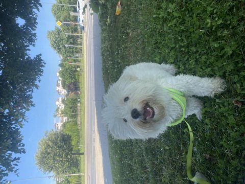 Maltese terrier 2 aylık